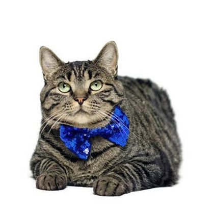 Pet Party Birthday Hat Crown